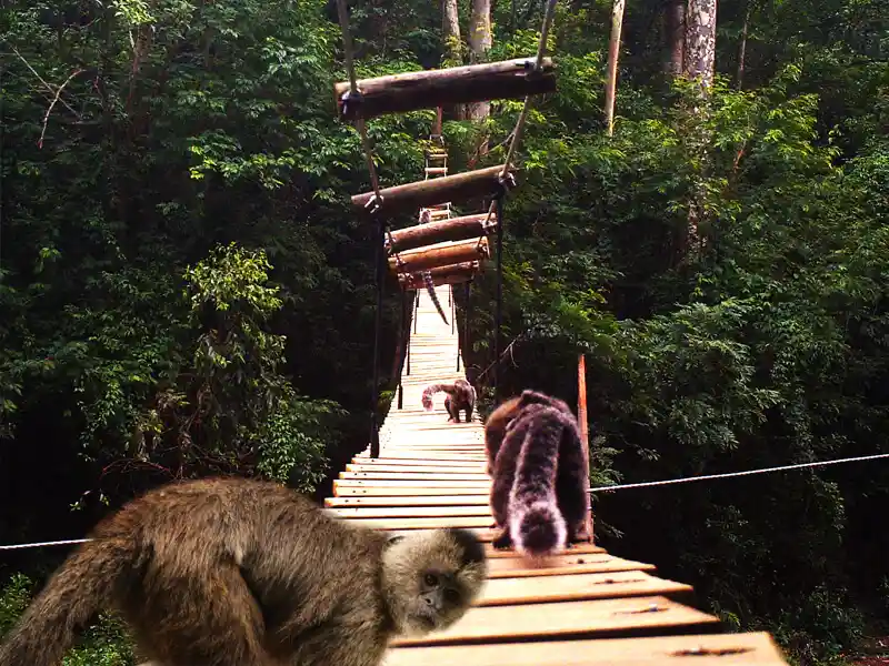 Passagem suspensa para fauna
